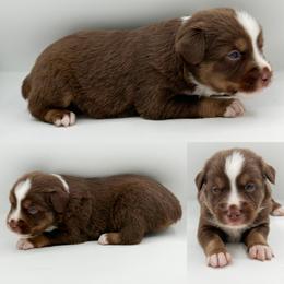 Red tri male 2 - Red tri male Miniature Australian Shepherd puppy in Brooker, Florida from Honey, I Shrunk the Aussies