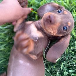 Boy 3 - Chocolate and tan male Dachshund puppy in Anaheim, California from SoCal Mini Dachshunds