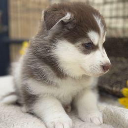 Pavo - Brown and white male Siberian Husky puppy in Columbus, Nebraska from Happy Howlin' Smokey Mountain Huskies