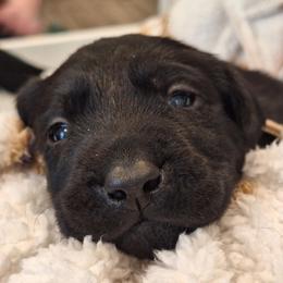 DM Me - Black male Labrador Retriever puppy in Martinsburg, West Virginia from Fetching Labrador Retrievers