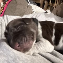 Deutsch-Drahthaar puppies from Vom Cornerstone Deutsch Drahthaars