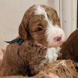 Sapphire - Caramel red female Labradoodle puppy in Fostoria, Michigan from North Country Kennel Club
