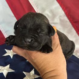 Light pink collar - Black brindle female Cane Corso puppy in Tucson, Arizona from Cane Corso Friends