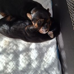 Yorkshire Terrier Puppies from The Yorkies and Us