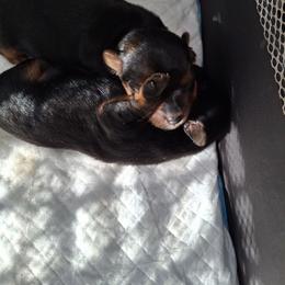 Yorkshire Terrier Puppies from The Yorkies and Us