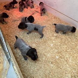 Wirehaired Pointing Griffon Puppies from High Point Griffons