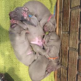 Weimaraner Puppies from Brymar Weimaraners