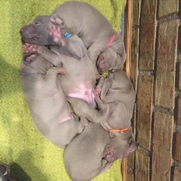 Weimaraner Puppies from Brymar Weimaraners