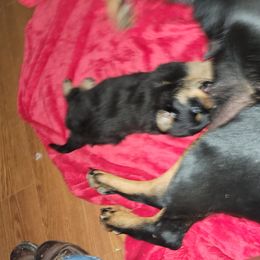 Rottweiler Puppies from Von Haus of Pearl