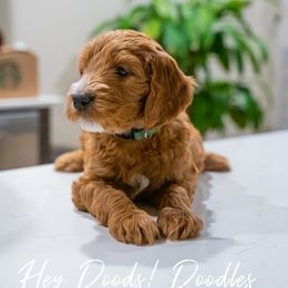 Goldendoodle Puppies from Hey Doods Doodles LLC