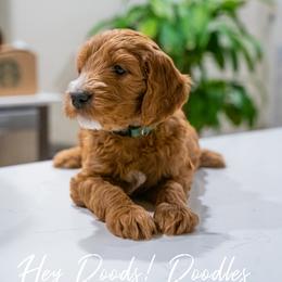 Goldendoodle Puppies from Hey Doods Doodles LLC