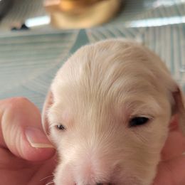 Goldendoodle Puppies from Sancass'd Goldendoodles