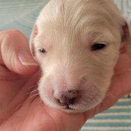Goldendoodle Puppies from Sancass'd Goldendoodles