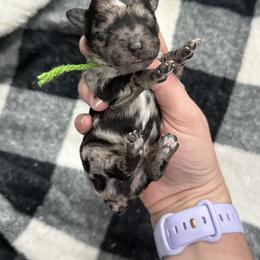 Bodhi - Blue merle male Aussiedoodle puppy in Science Hill, Kentucky from Southern Paws Kennels