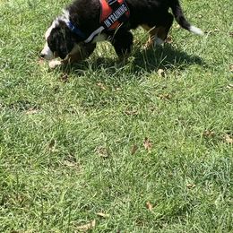 Bernese Mountain Dog Puppies from D’S Bernese Mountain Dogs