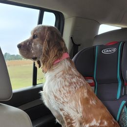 Birdie - English Springer Spaniel