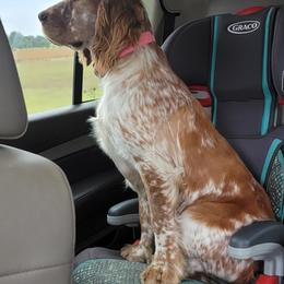 Birdie - English Springer Spaniel