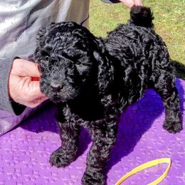 Poodles and Teddy Roosevelt Terriers from Shimmering Kennels