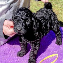 Poodles and Teddy Roosevelt Terriers from Shimmering Kennels