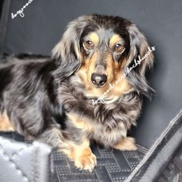 Nala - Dachshund