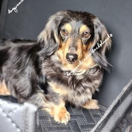 Nala - Dachshund