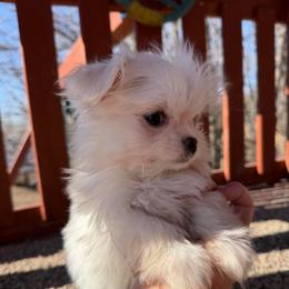 Grey Puppy - White male Maltese puppy in Chariton, Iowa from Mia Lucky Home