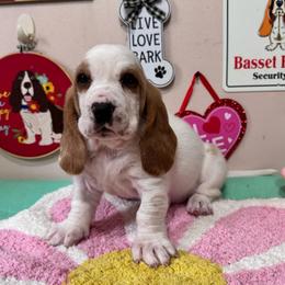 Homer - Red and white male Basset Hound puppy in Pilot Mtn, North Carolina from Lowdown Love Basset Hounds