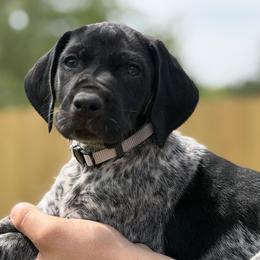 Shoeless Grey collar - Black roan male German Shorthaired Pointer puppy in Six Mile, South Carolina from The Proper Pointer Co.