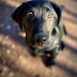 Labrador Retriever Puppies from Wolf Den Retrievers