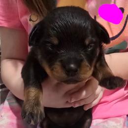 Girl 1 - Black and tan female Rottweiler puppy in San Antonio, Texas from HAUS OF RZA