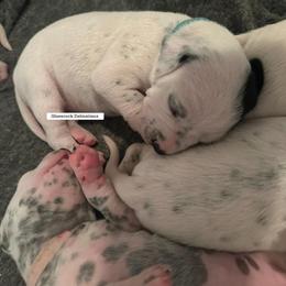 Dalmatian Puppies from Glasscock Dalmatians