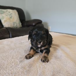 Faith - Black and tan female Cavapoo puppy in Floyd, Virginia from Hearts and Paws Poodles and Doodles