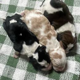 Tommy - Black brown and white male Basset Hound puppy in Daleville, Alabama from Home Grown Basset Hounds of Alabama
