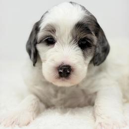 Marigold - Parti female Goldendoodle puppy in Calhoun, Georgia from FamilyLoved Doodles