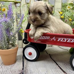 Miniature Schnauzer Puppies from Schnauzers on Robinson Lane