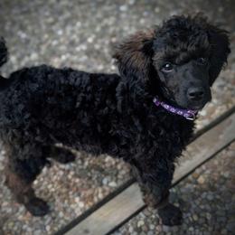 Purple Girl - Sable female Poodle puppy in Hillsboro, Illinois from Sarah's Poodles