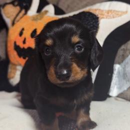 Jerry - Black and tan male Dachshund puppy in Bakersfield, California from KC Doxies