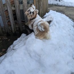 Shih Tzu All Grown Up from JeN's Shih Tzu