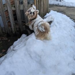 Shih Tzu All Grown Up from JeN's Shih Tzu