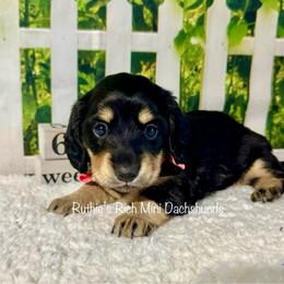 Madi - Black and cream female Dachshund puppy in Lakeland, Florida from Ruthie’s Rich Mini Dachshunds