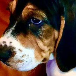 Treeing Walker Coonhounds from Janis Hunter