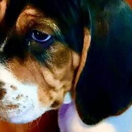 Treeing Walker Coonhounds from Janis Hunter
