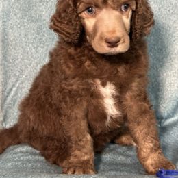 Poodle Puppies from Deblyns Poodles