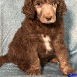 Poodle Puppies from Deblyns Poodles