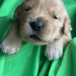 Golden Retriever Puppies from Chevaline Goldens