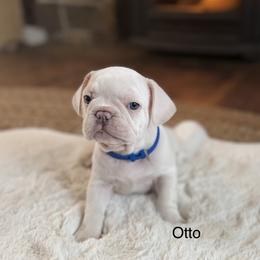 Otto - Cream male French Bulldog puppy in Hudsonville, Michigan from Willow Farm