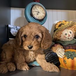 Cavapoo and Goldendoodle Puppies from Magnolia Prairie Doodles