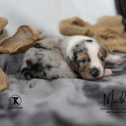 Mathis- BMM - Blue merle male Australian Shepherd puppy in Nacogdoches, Texas from TK Standard, Mini, & Toy Aussies