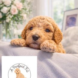 Dallas - Apricot male Goldendoodle puppy in Lake Charles, Louisiana from Perfect Fit Poodles & Doodles