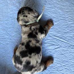 Light blue collar - Dapple female Dachshund puppy in Washington Court House, Ohio from Brightman's Dashing Doxies